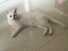 -瑞鹏瑞爱宠物医院·全科·猫科·血液透析中心(龙头寺店)