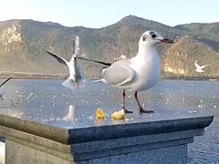 -海埂大坝