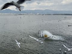 -昆明冠生园·蛋糕·面包(南强街店)