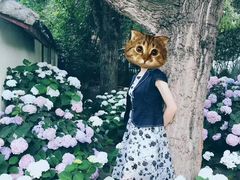 -三圣花乡旅游区