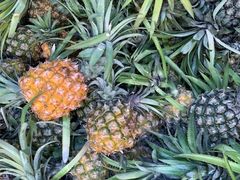 -三亚新鸿港水果一级批发市场