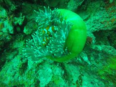 -卡帕莱度假村(西巴丹岛)