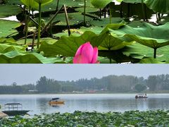 -黄河故道国家森林公园