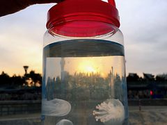 -日照灯塔风景区