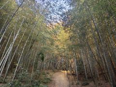 -杭州半山国家森林公园