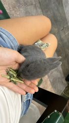 -神奇动物撸宠馆·羊驼·小浣熊·异宠(豫园店)
