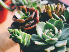 -Catch Bagel(芳草地店)