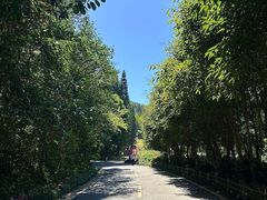 -深圳仙湖植物园