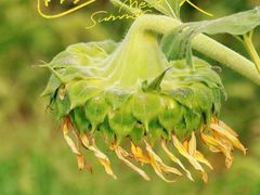 -贡湖湾湿地公园