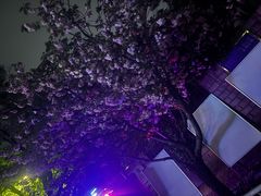 -嘉定紫藤园