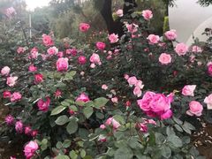 -人民公园(罗湖区)