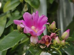 -国家植物园南园