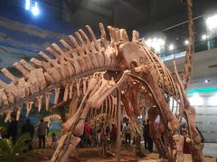 -自贡恐龙博物馆