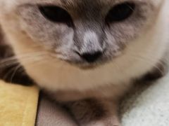 -半岛宠物医院24小时(西派城店)
