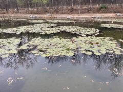 -云岗森林公园
