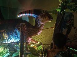 -恐龙探索乐园(磁器口店)