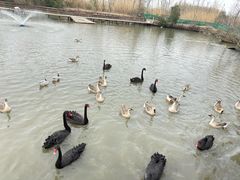 -溱湖国家湿地公园