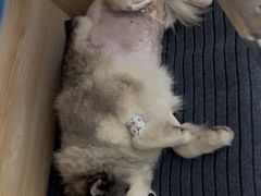 -派美特宠物医院·核磁CT·骨科肿瘤·疑难转诊(沈农禾丰店)
