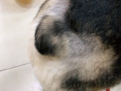 -宠福鑫康馨动物医院·骨科·眼科