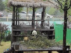 -西霞口神雕山野生动物世界