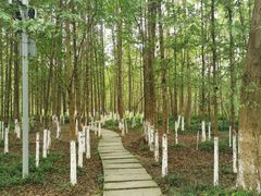 -桤木河湿地公园