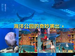 -烟台海昌鲸鲨海洋公园
