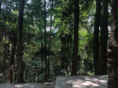 -火炉山森林公园