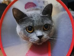 -瑞派长江宠物医院·猫科·外科·24小时夜护(谊城公寓分院)