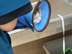 -米苏动物医院·犬猫专科·骨科外科内窥镜
