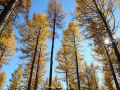 -塞罕坝国家级自然保护区