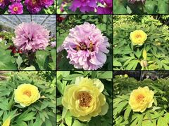 -洛阳市隋唐城遗址植物园