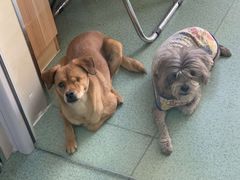 -康乐宝动物医院