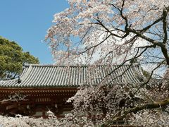 -醍醐寺