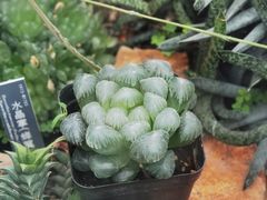 -国家植物园南园