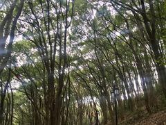 -苏州上方山国家森林公园