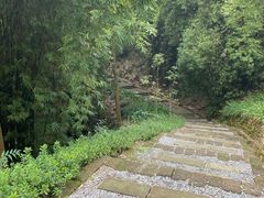 -铁山坪森林公园