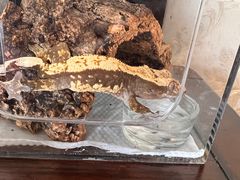 -酷以爬仙阁实体爬宠店·守宫·蜥蜴·专业繁育