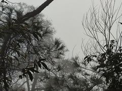 -缙云山景区