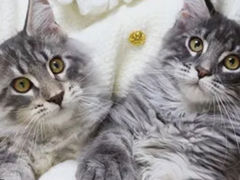 -lincat·猫舍(广州店)