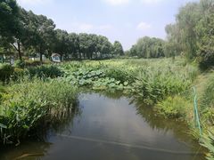 -荷塘月色湿地公园·向阳花洲