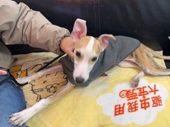-芭比堂动物医院·心脏专科·夜诊·吉雅分院
