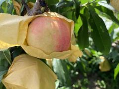 -南汇新场正宗水蜜桃采摘