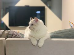 -Bastet sally猫舍购宠(静安店)