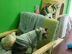-李小姐の猫咖啡馆(五角场店)