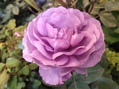 -双季花艺园艺市场(浦东店)