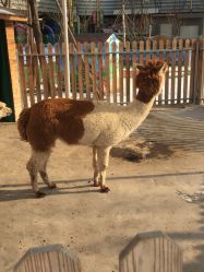 -萌宠亲子动物乐园(槐房万达店)