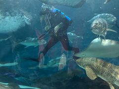 -上海海洋水族馆