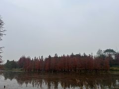 -白鹭湾湿地公园