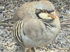 -青藏高原野生动物园