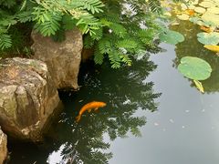 -观唐（国际）度假村温泉